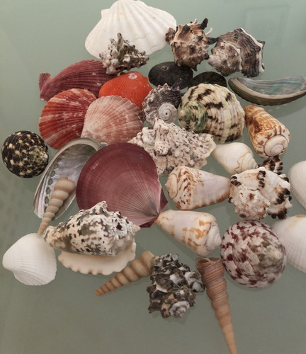 Mixed large natural sea - mixed,