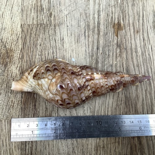Triton trumpet sea shell - triton’s,