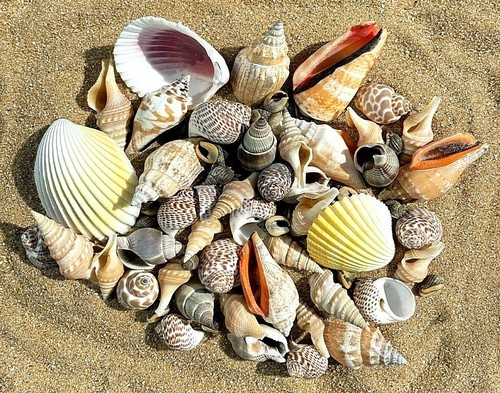 100g mixed seashells - 100g,