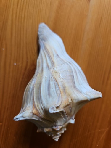 Varigatet sea shells - varigatet,