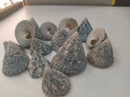 Seashell collection pcs - collection,