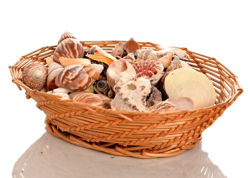 900g assorted seashells - 900g, small