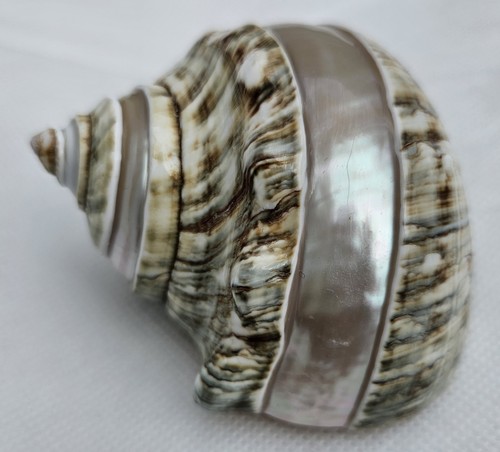Natural mother pearl - natural, of
