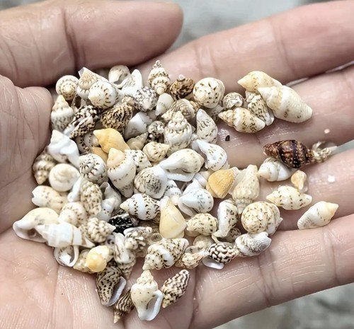 Mini mixed seashells for - mixed,