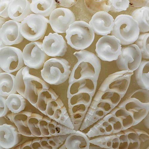 Boho sea shell - boho, cut