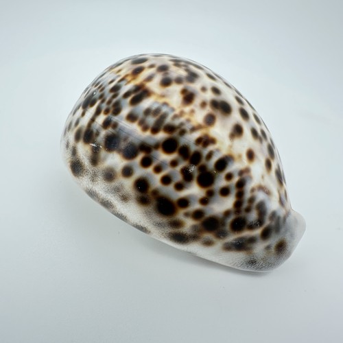 Natural tiger cowrie - sea, shell