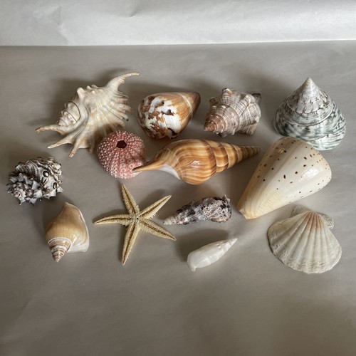 Vintage mixed sea - mixed, shell