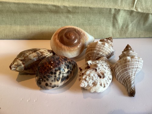 Seven sea shells various - shells,