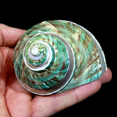 Jade turbo imperial banded - imperial,