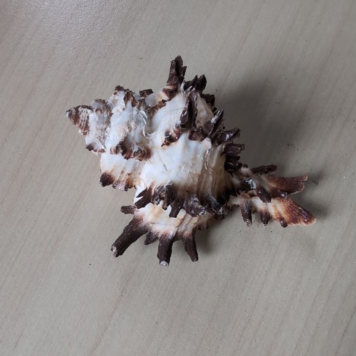 Murex indivia seashell - 1,