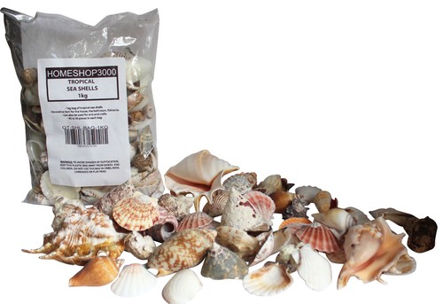 Tropical sea shells clams - tropical,