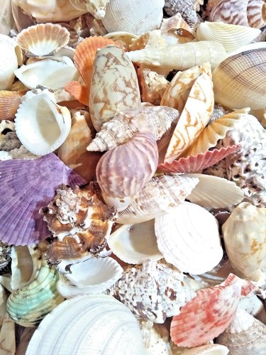 Mixed sea shells 450g large - 450g,