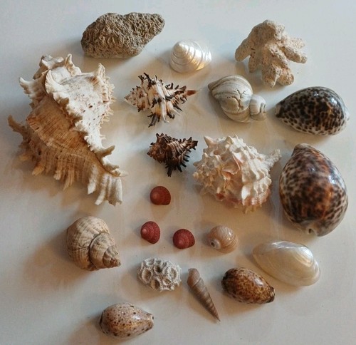 Mixed sea shells large - mixed,