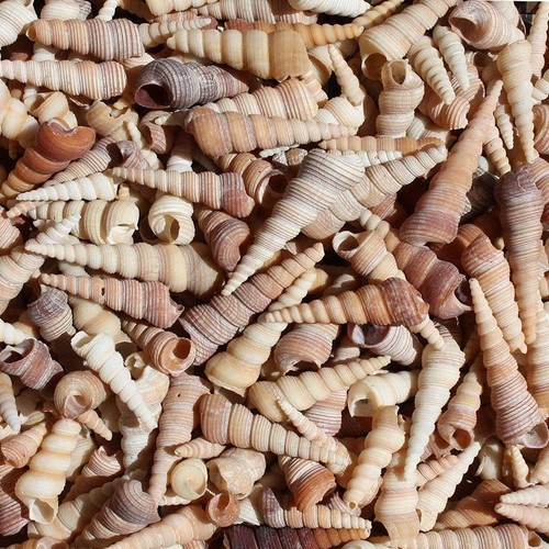 Screw shell pack - screw,