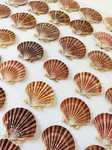 Scallop shells flat - scallop,