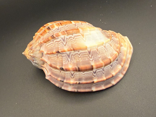 Sea beach shell coral - 9,