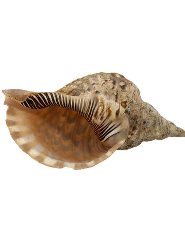 Large triton natural - large,