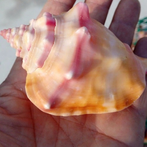 Large conch sea - conch,