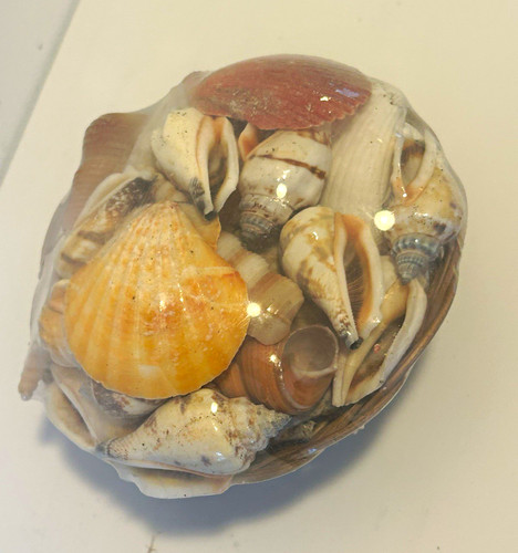 Natural mixed seashell - mixed,