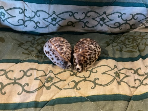 Set seashell decor - of,