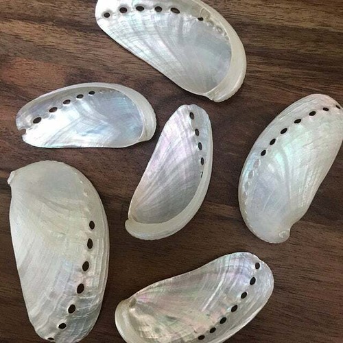 Beach decor white abalone - white,