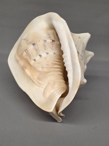 Large vintage natural conch - large,