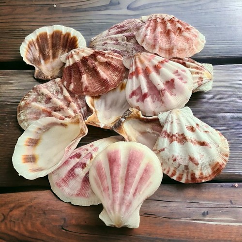 Craft scallop shells - scallop,