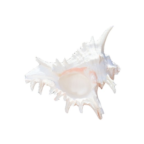 Large natural seashells - large,