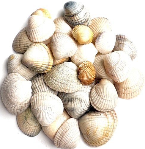 Small craft shells paintable - small,