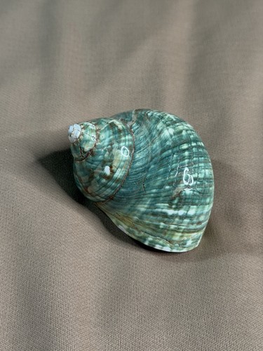 Large natural green - green, sea