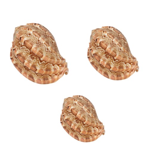 Large harp conch - large,