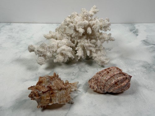 Natural sea shells marine - natural,