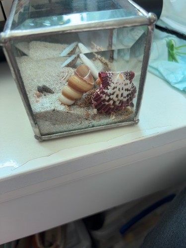 Glass sea shell display box
