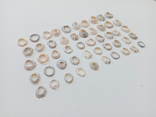 Limpet sea shells - limpet,