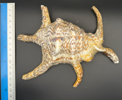 Conch large sea - 18,
