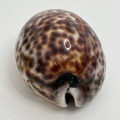 Tiger cowrie sea - snail, shell
