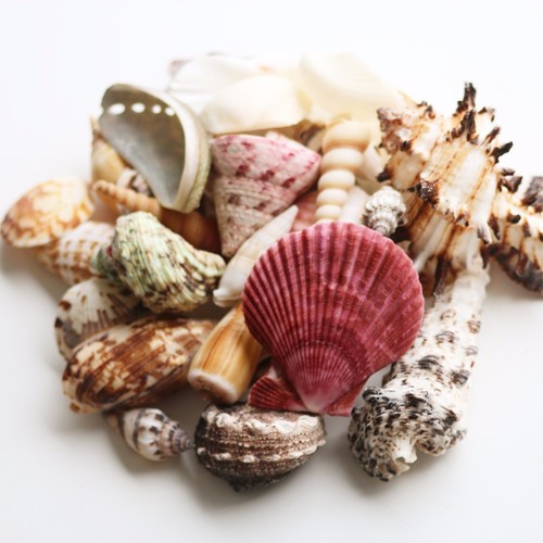Sea shells 100g - sea,
