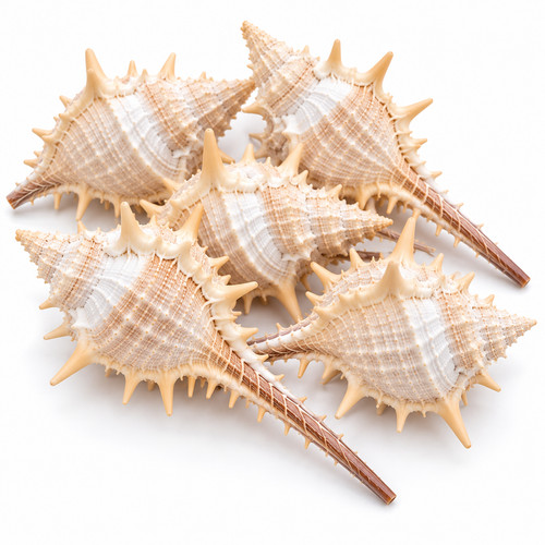 Natural murex trapa sea shells - natural,