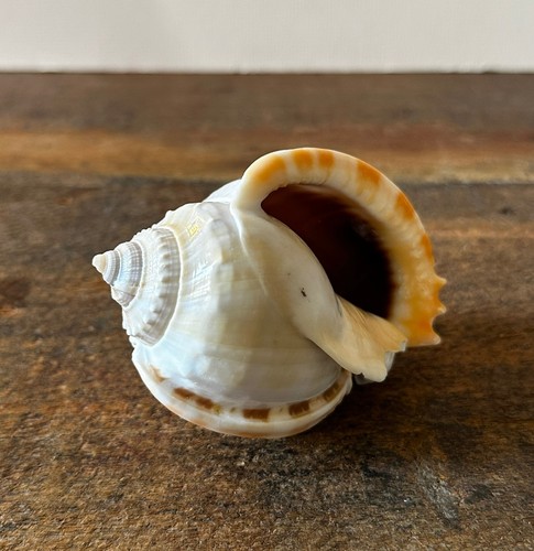 Natural bonnet helmet seashell - bonnet,