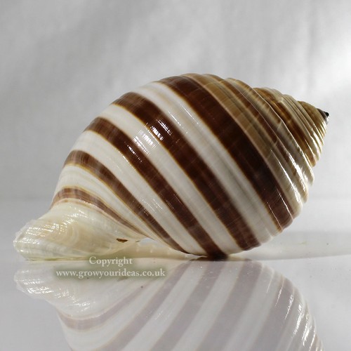 Tonna banded large - large, 10-12cm