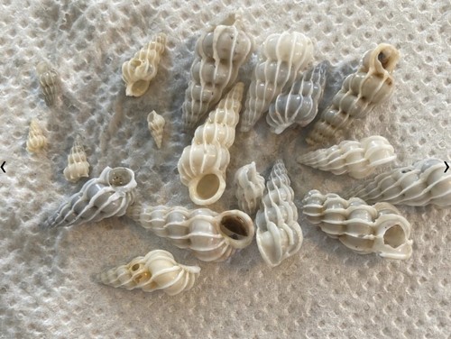 Natural wentletrap - 20,