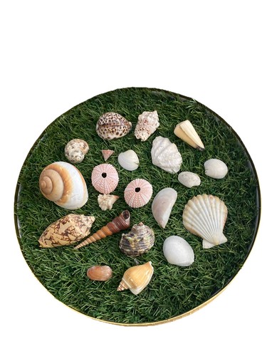 Mixed sea shells collection - mixed,