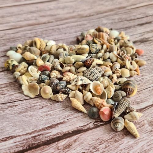 200 pcs tiny - 200, shells