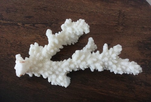 Natural sea shell or - 1, x