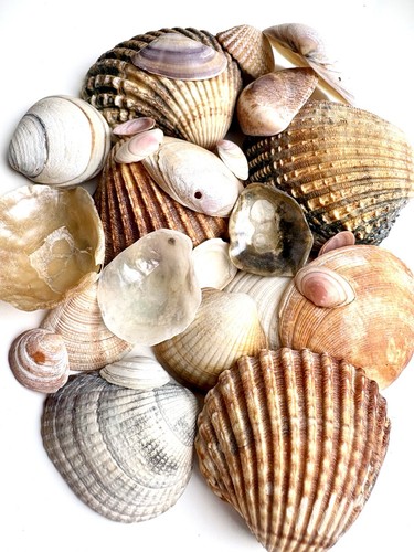 Sea shells x15 natural - natural,