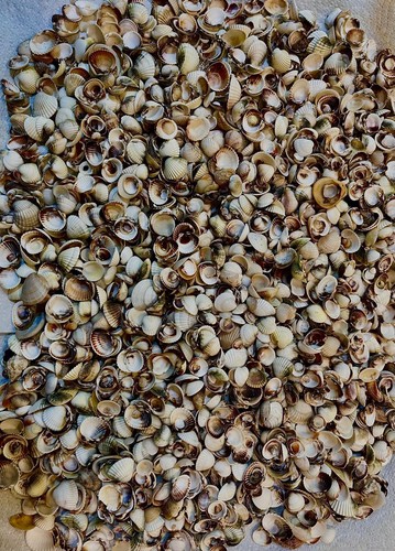150g small natural seashells - small,