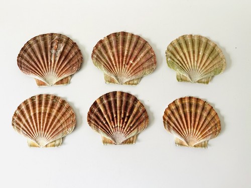 Scallop shells flat - 6,