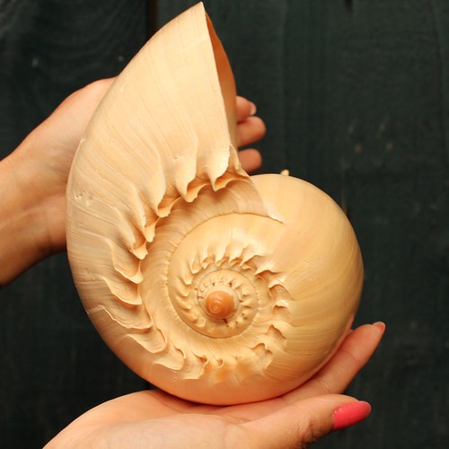 Extra large melon shell - extra,