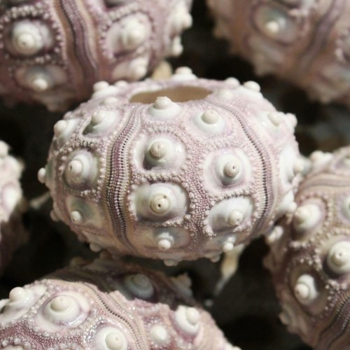 Sputnik sea urchin pack - sea,