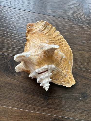 Large size sea shell decor - large,